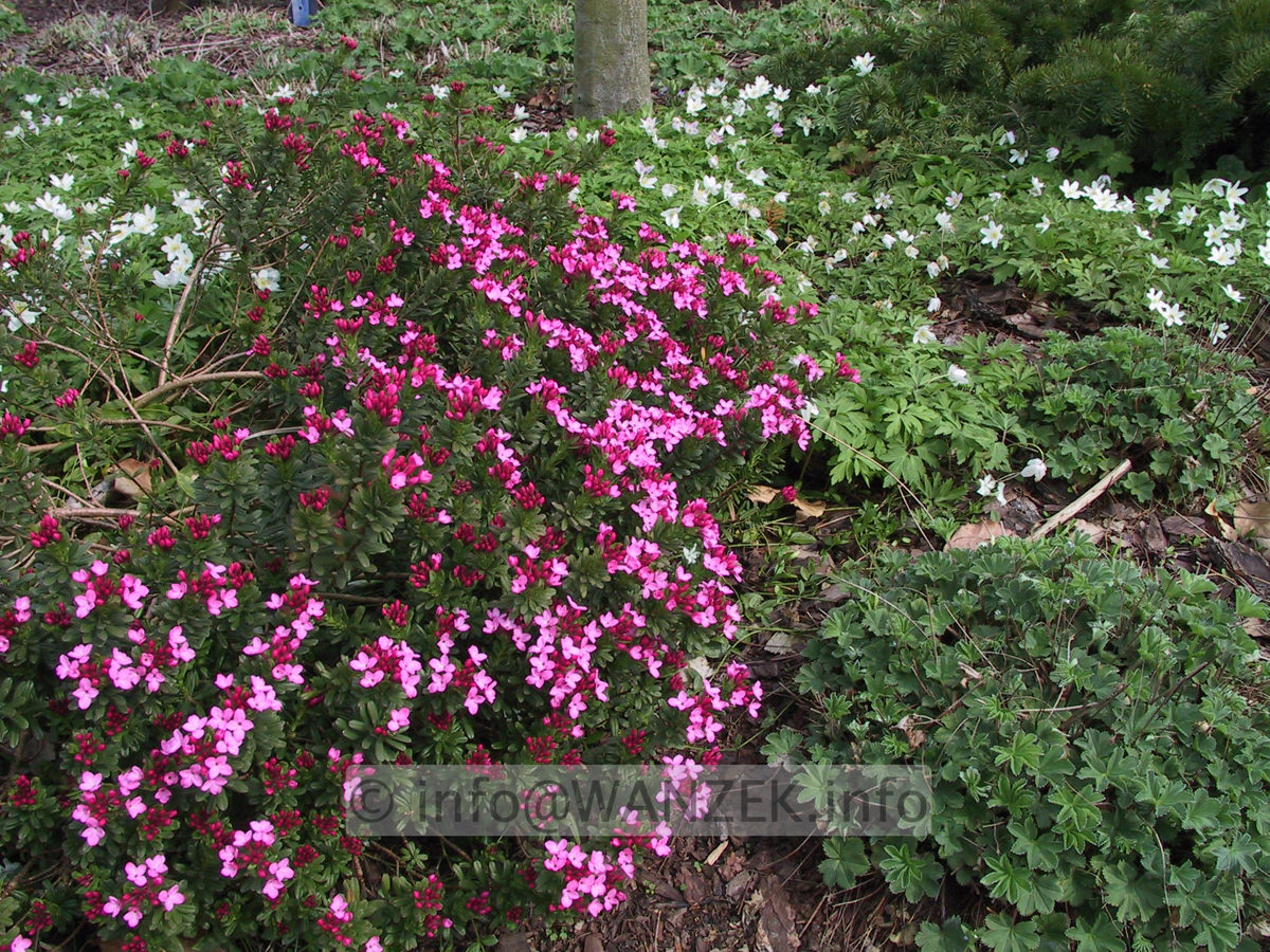 Daphne cneorum - knospig.jpg